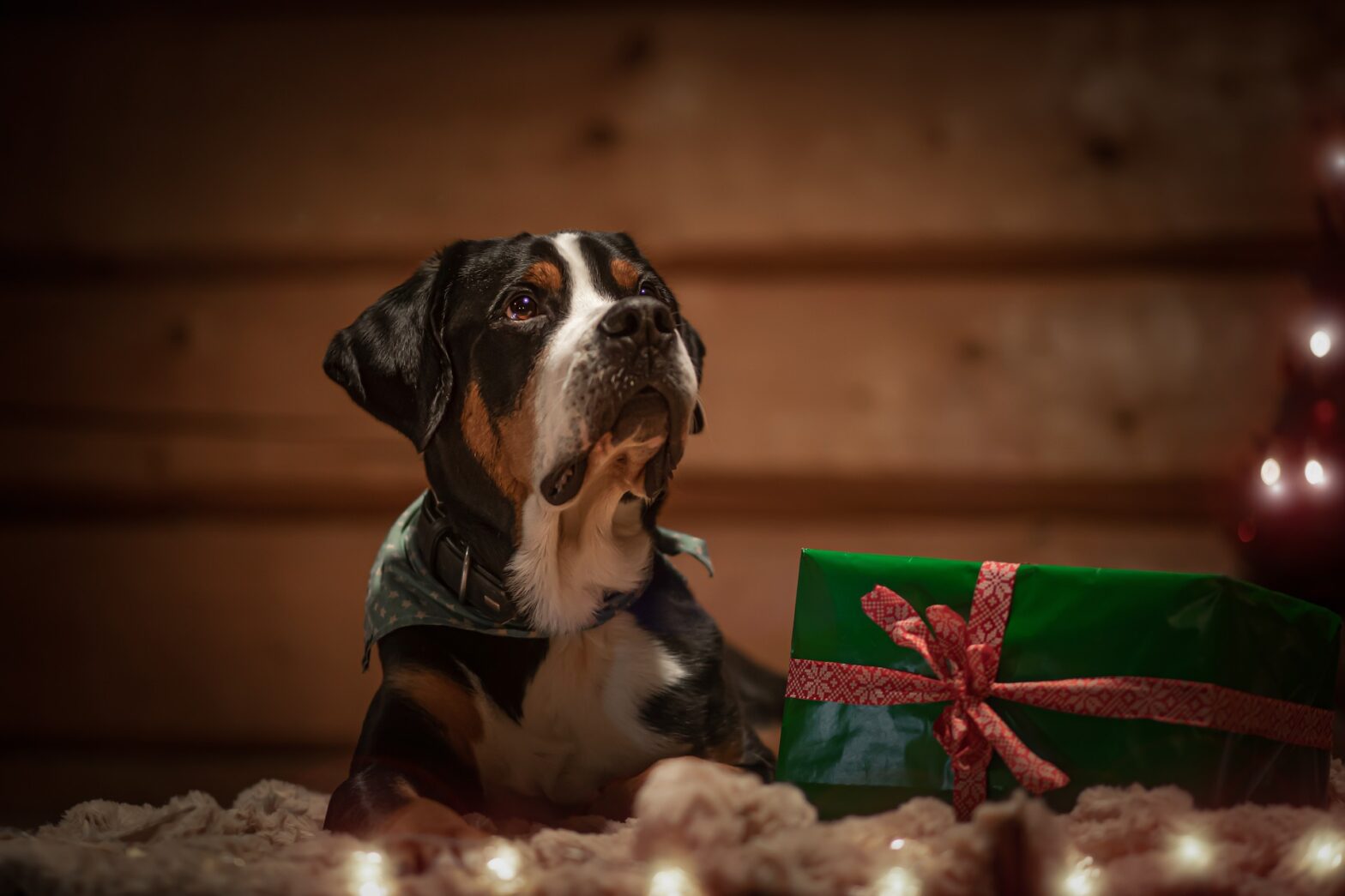 Hund mit Geschenkpackerl