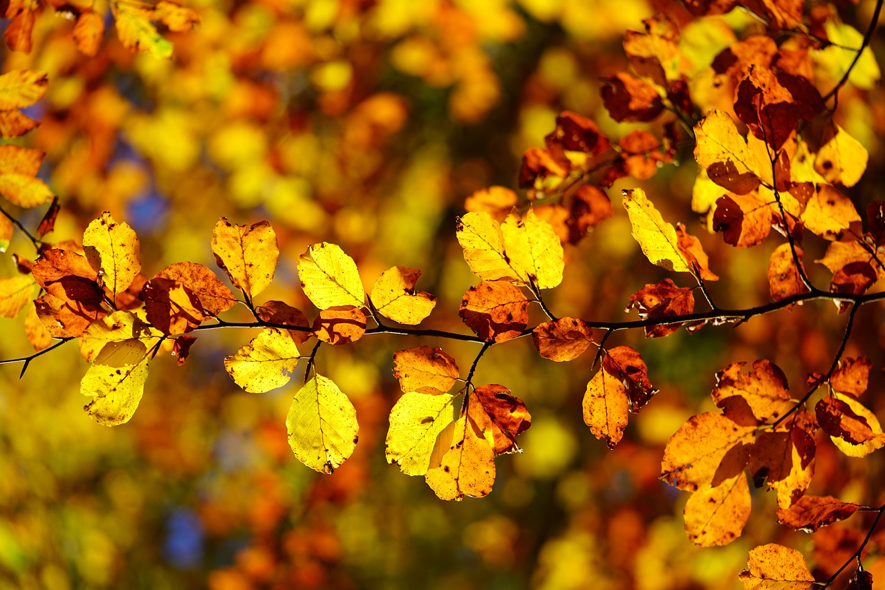 Blätter im Herbst